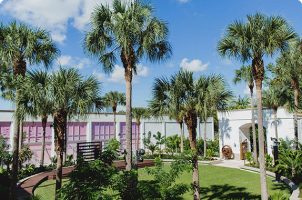 The grounds outside of a hotel, with blue sky and many palm trees.