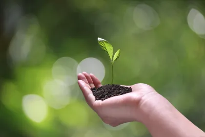 Hand holding dirt with sprouted plant