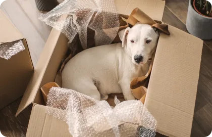 A dog sitting in a moving box.